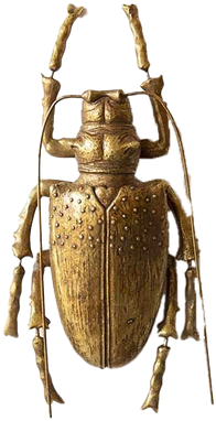 Antique brass beetle-shaped furniture pull on a transparent background.
