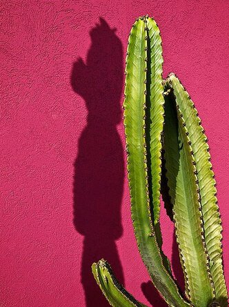 Cactus casting a dark shadow on a vivid pink wall, used as an atmosphere reference.